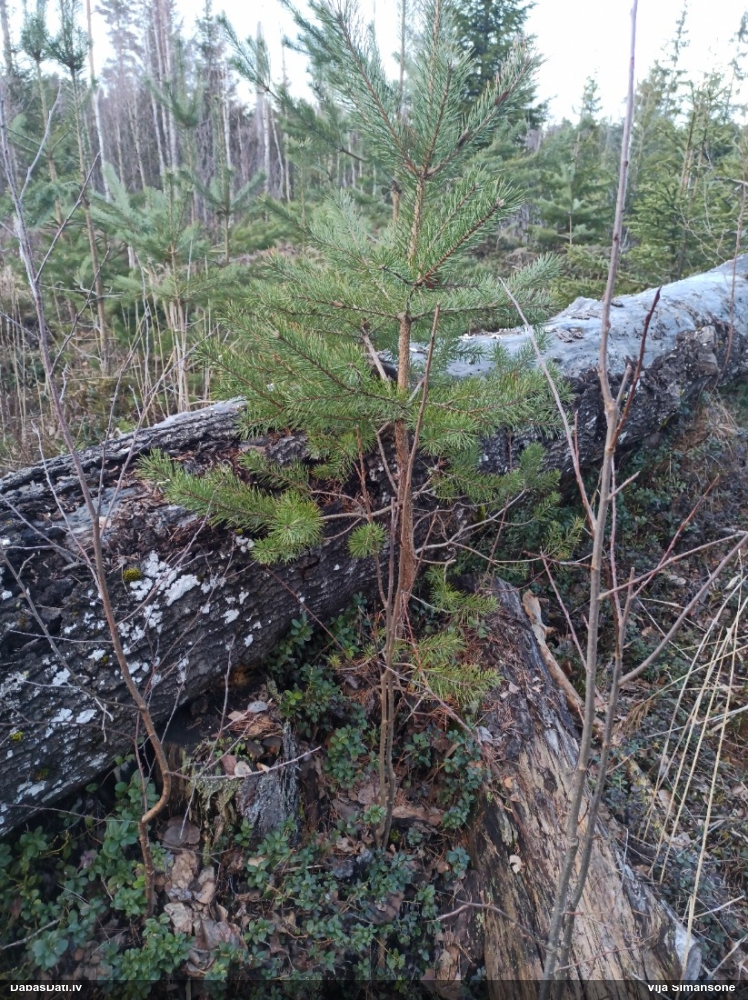 Daudzveidīgā trihija