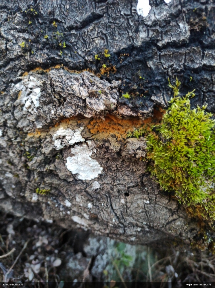 Daudzveidīgā trihija