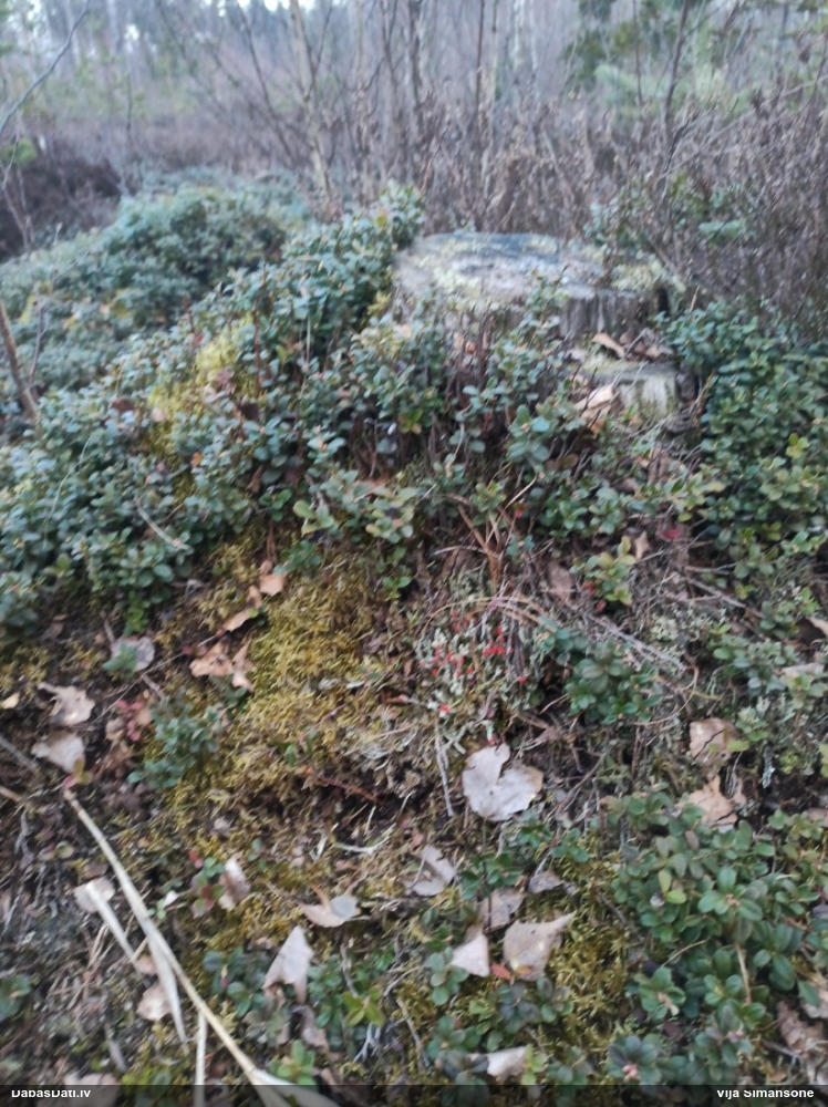 Kladonija (nenoteikta)