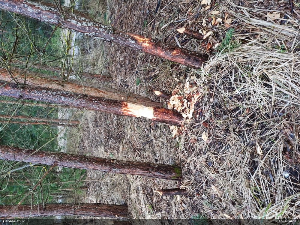 обыкновенный бобр