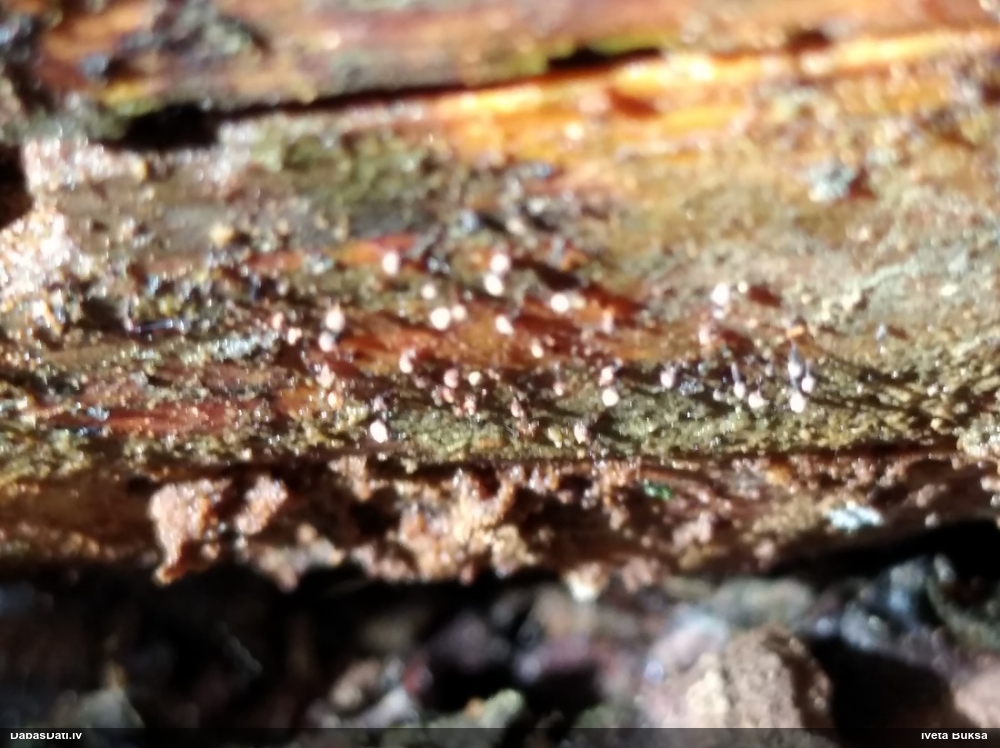 Gļotsēne (nenosakāma)