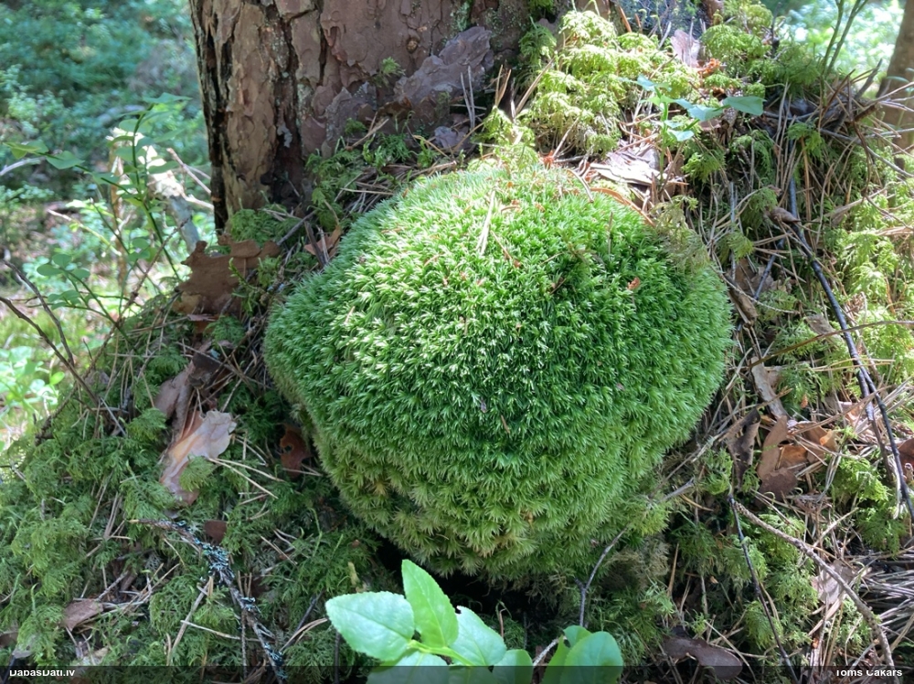 Zilganā baltsamtīte