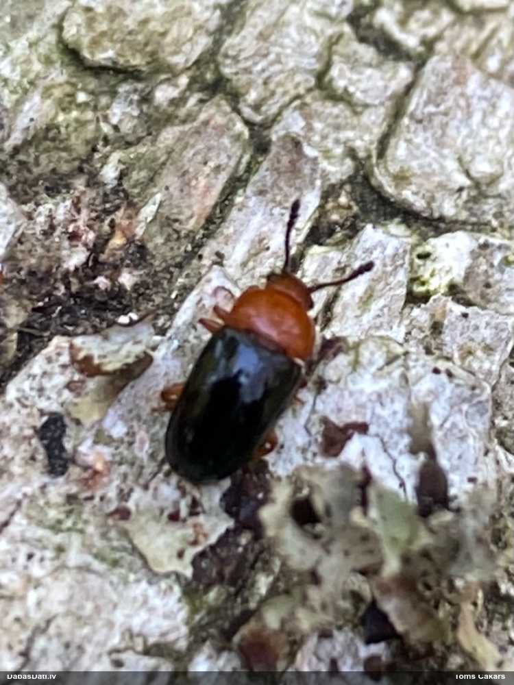 Piepjvabole Triplax russica