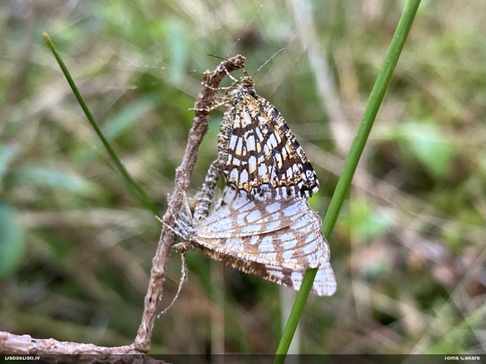 Āboliņa sprīžmetis