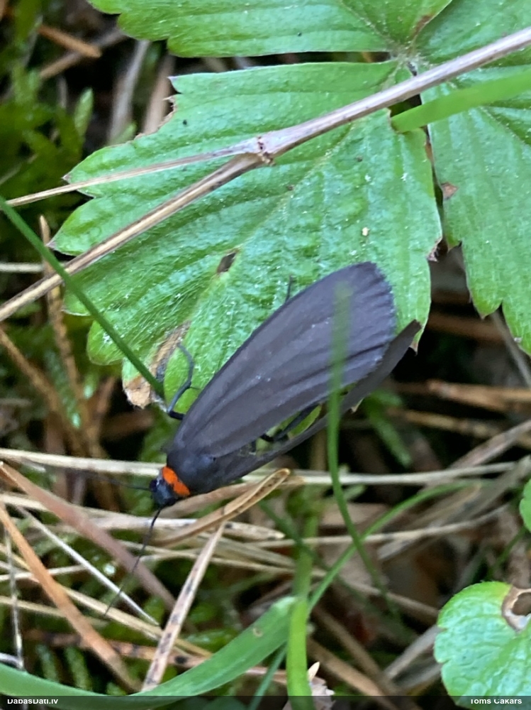 Melnais ķērpjlācītis