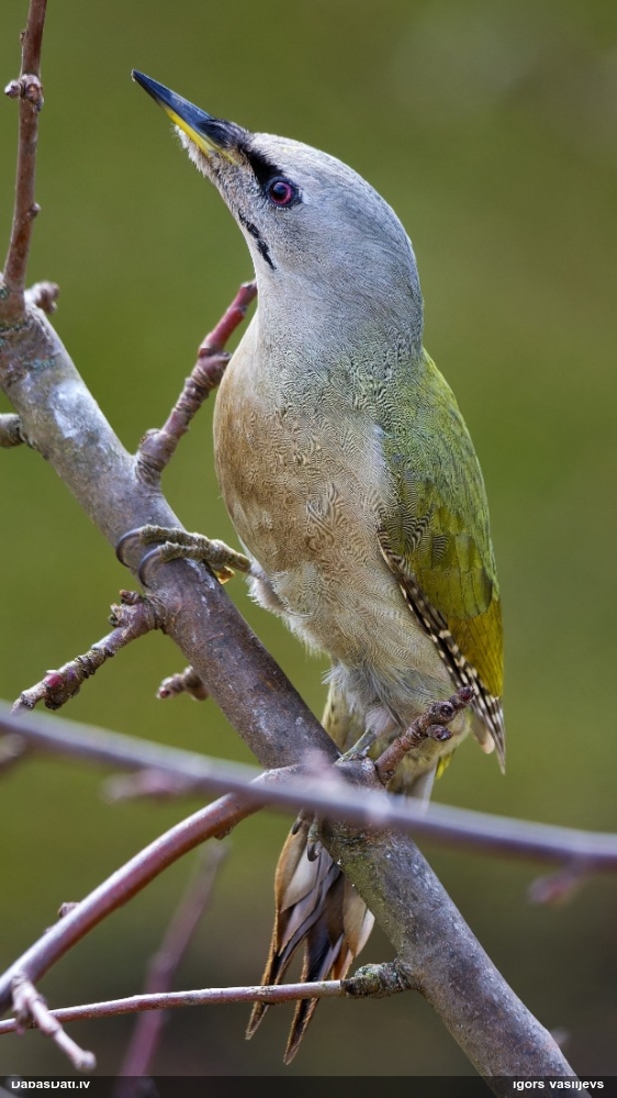 седой дятел