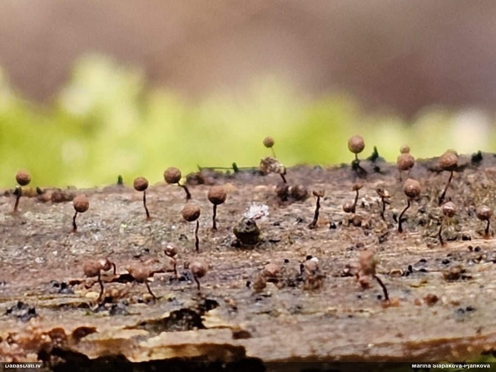 Kribrārija (nenoteikta)