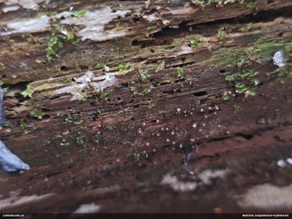 Kribrārija (nenoteikta)