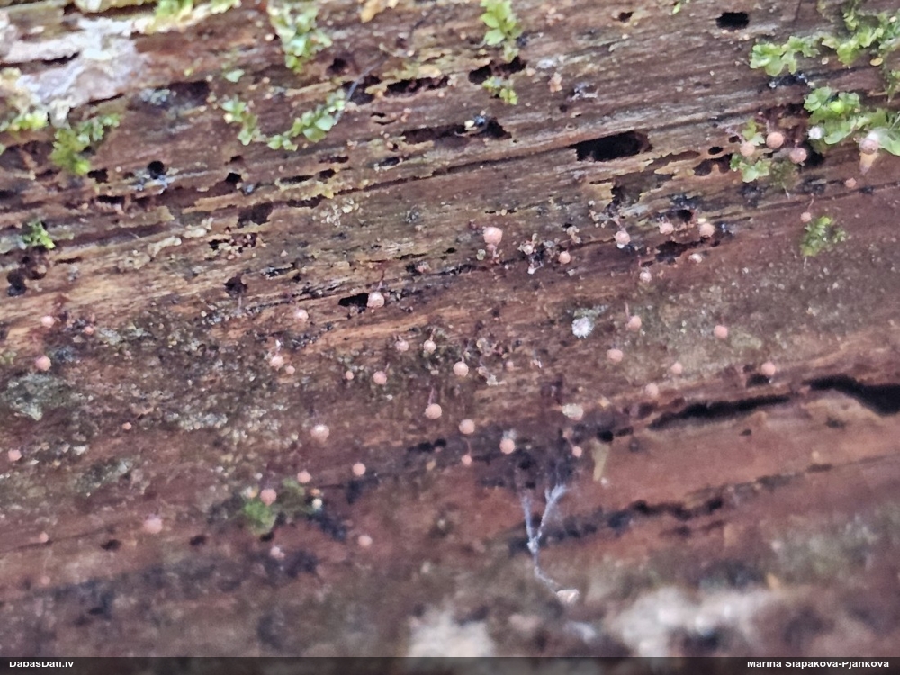 Kribrārija (nenoteikta)