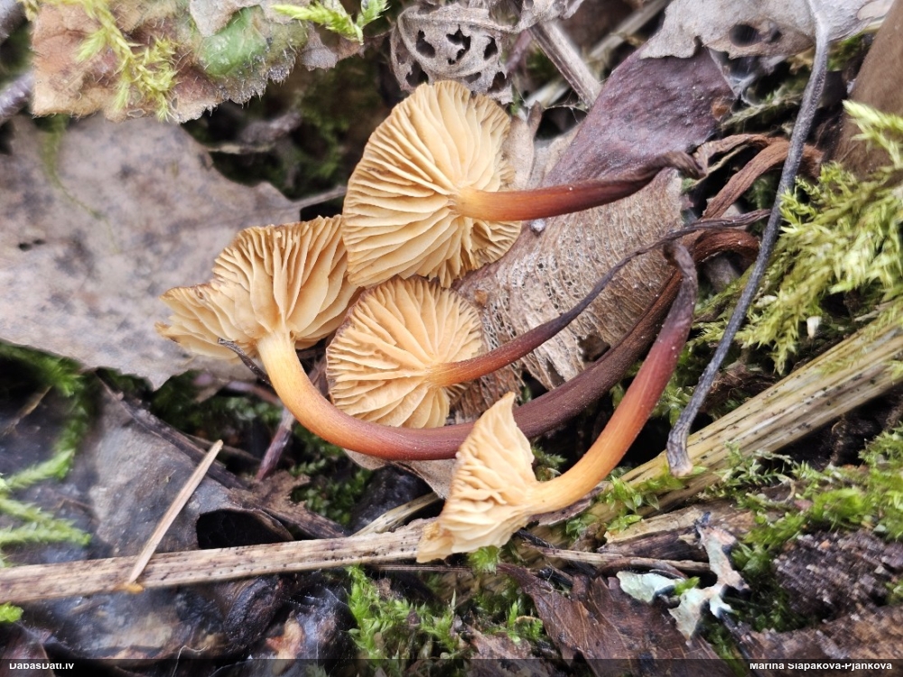 Samtainā ziemene (ziemas celmene)