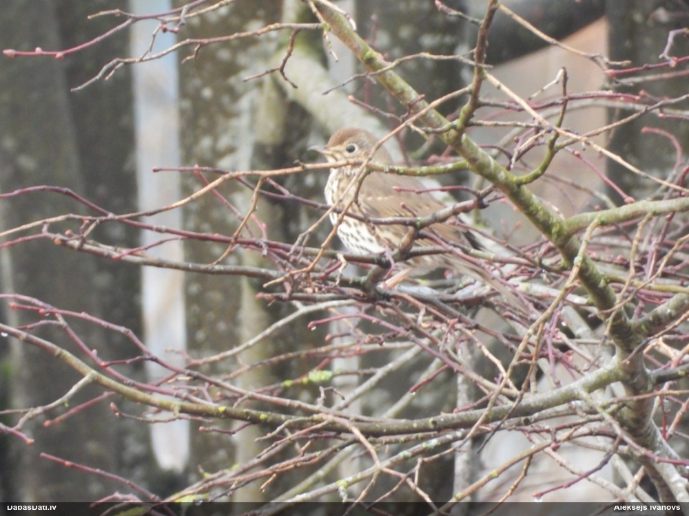 певчий дрозд