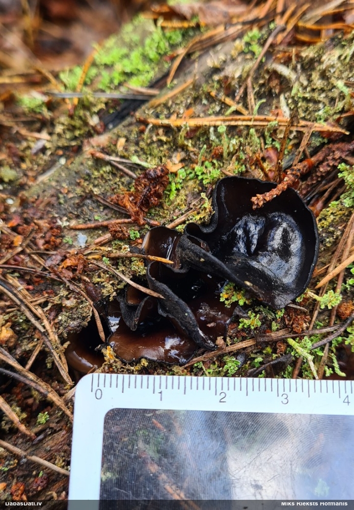 Melnā spožkausene (pseidoplektānija)