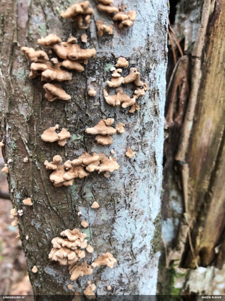 Cirtainā kroklapīte