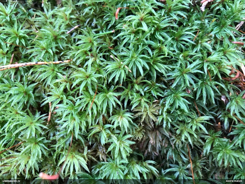 Viļņainā lācīte