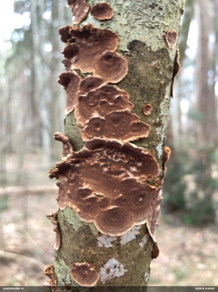 Lazdu brūnsvārcene