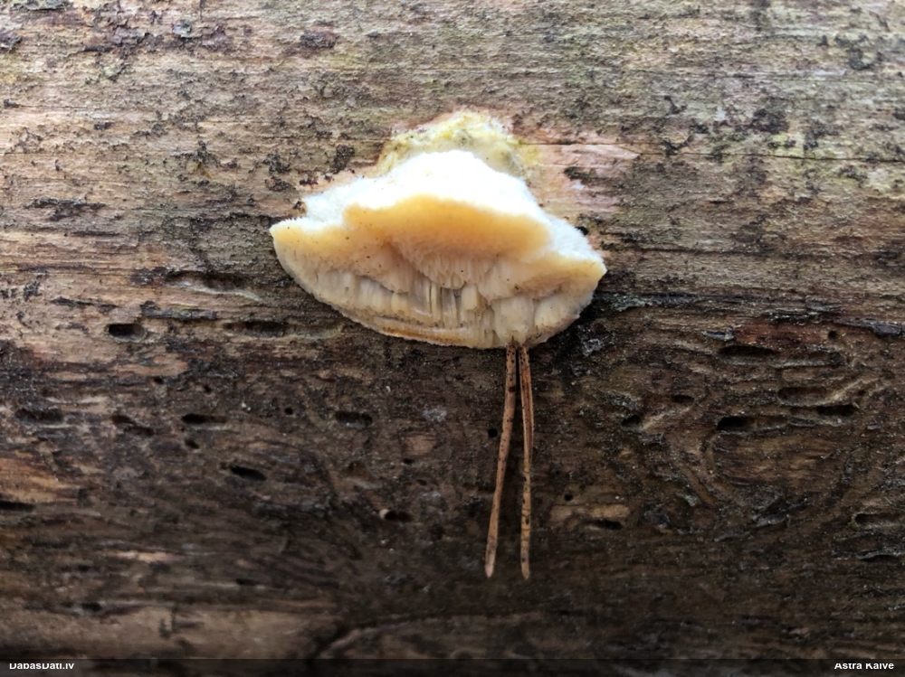 Iedzeltenā diplomitopore