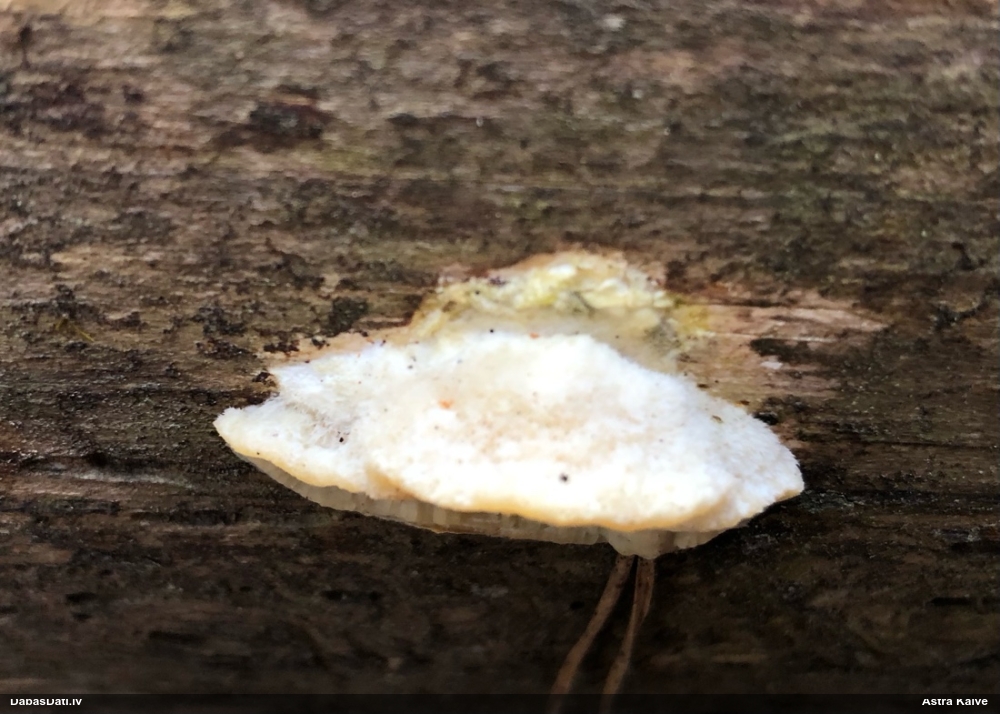 Iedzeltenā diplomitopore