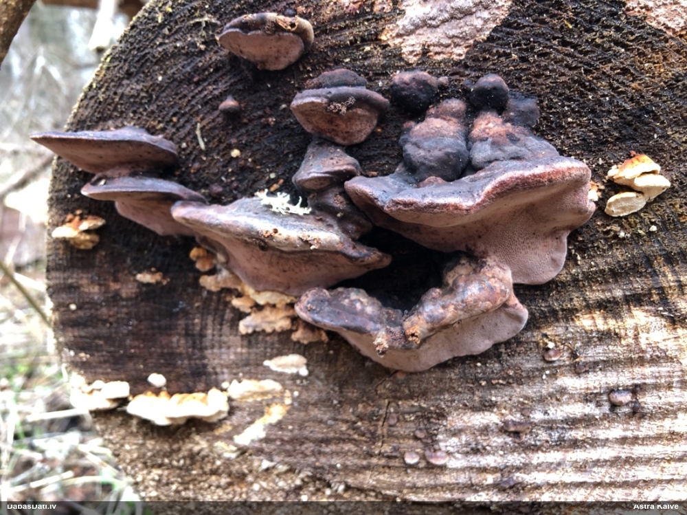 Rožainā apmalpiepe