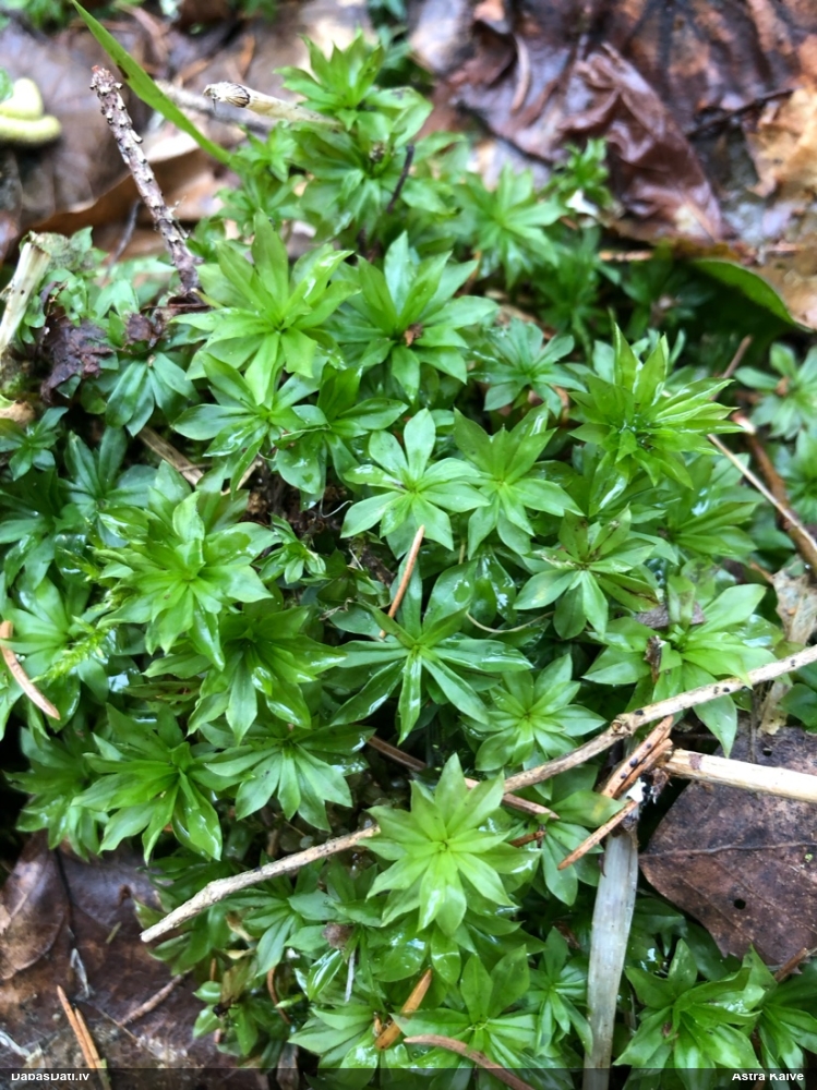 Parastā rožgalvīte