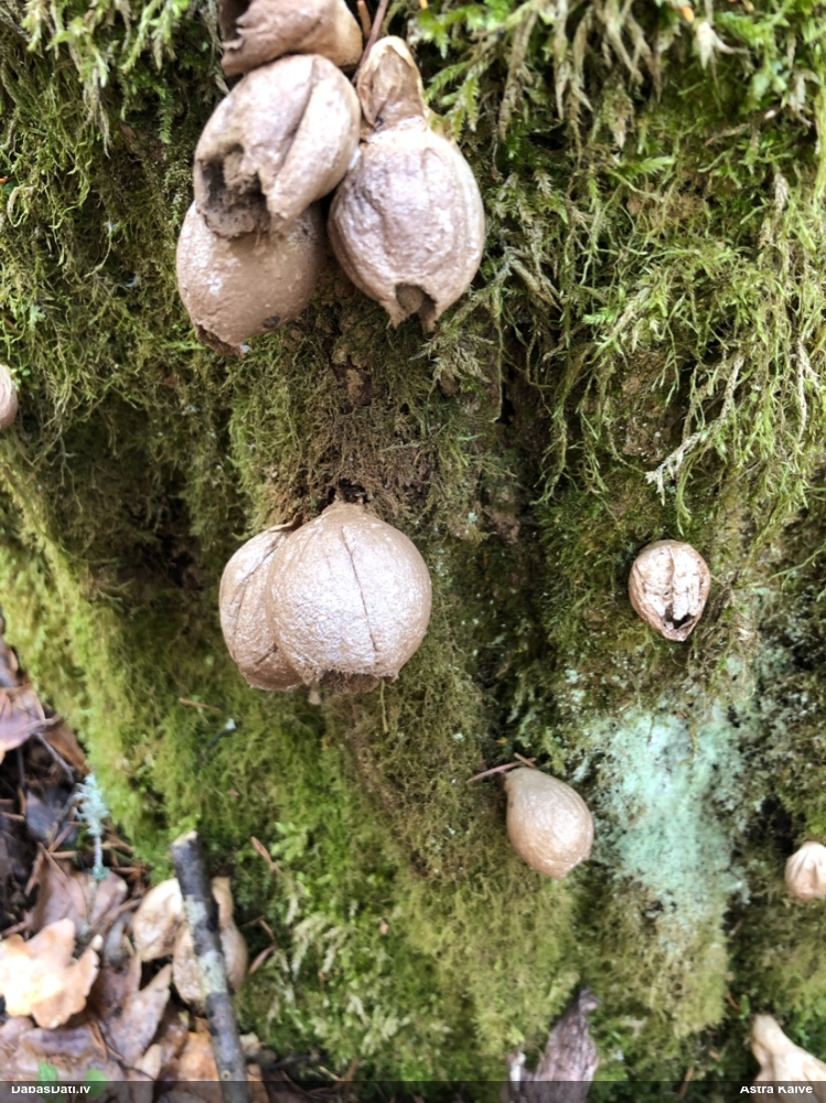 грушевидный дождевик