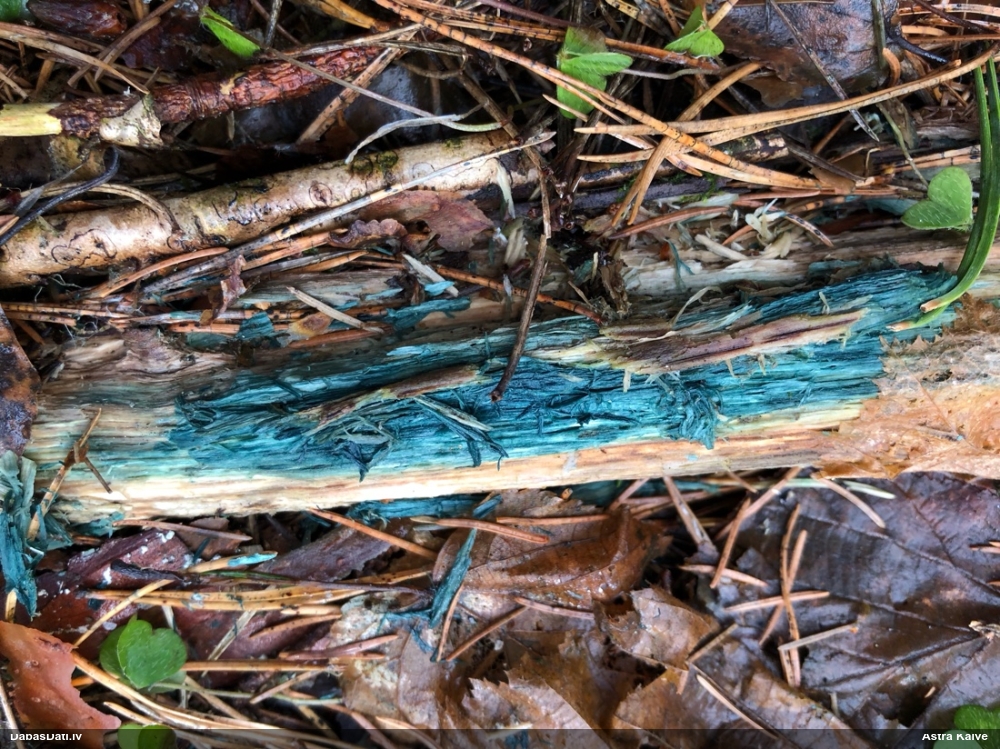 Zilzaļā hlorociborija