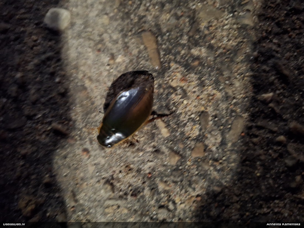 Airvabole (nenoteikta)