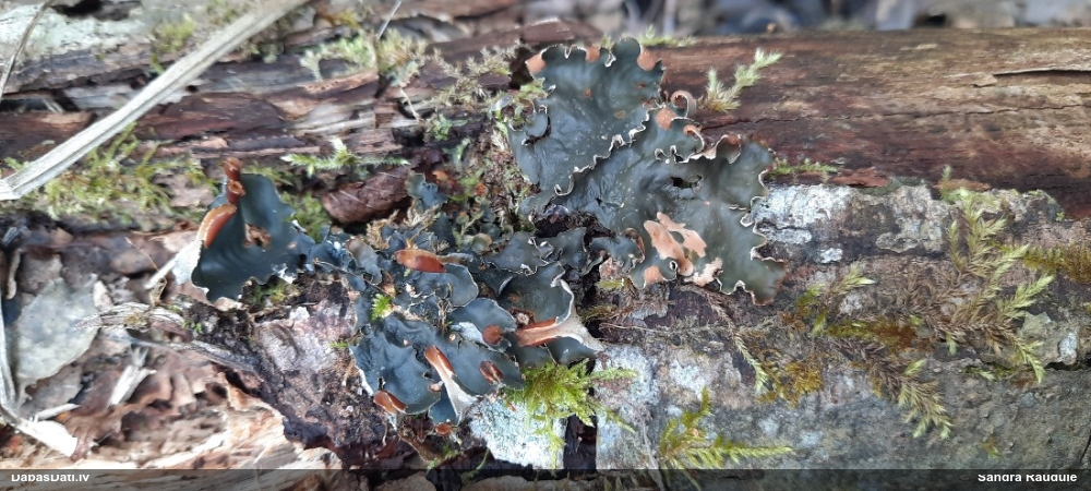 Peltīgera (nenoteikta)