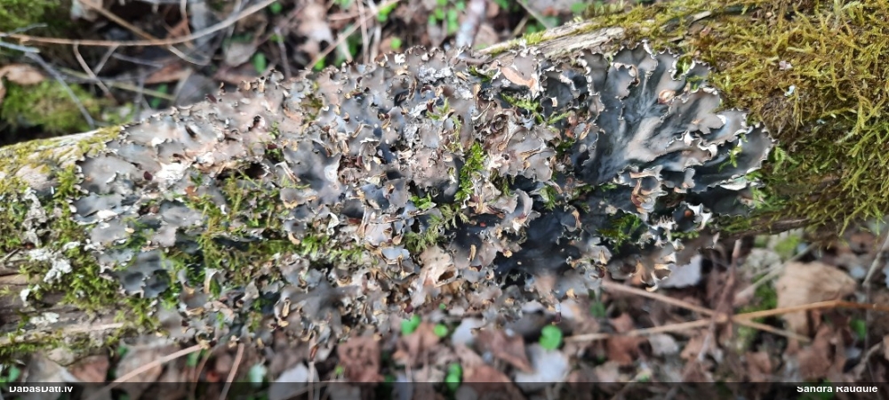 Peltīgera (nenoteikta)