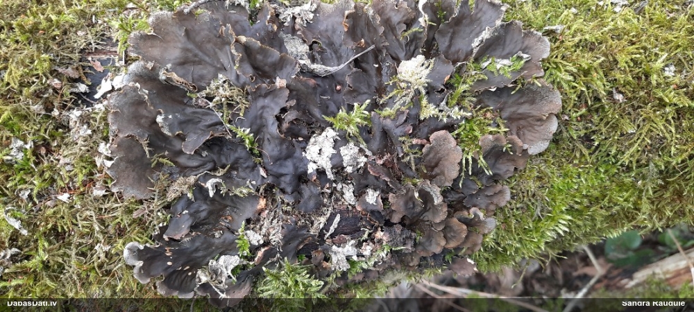 Peltīgera (nenoteikta)