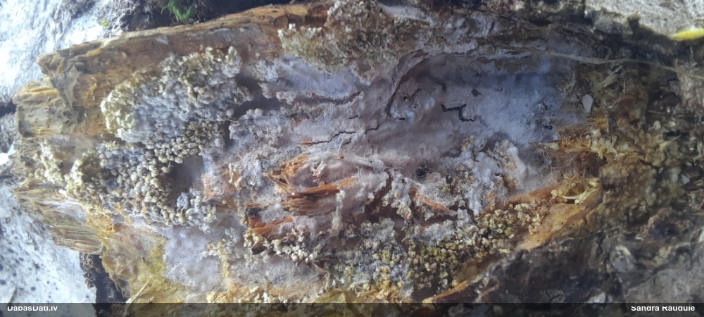 Gļotsēne (nenoteikta)