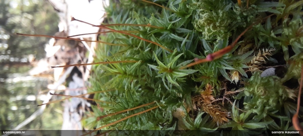 Viļņainā lācīte