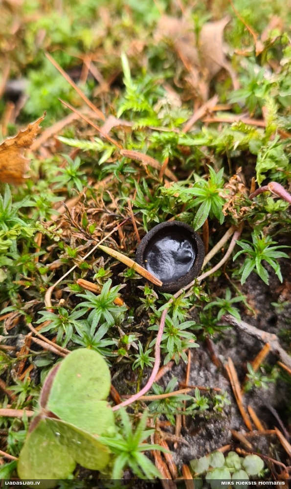 Melnā spožkausene (pseidoplektānija)