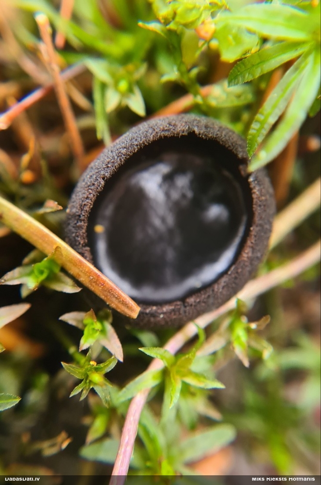 Melnā spožkausene (pseidoplektānija)