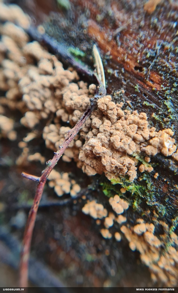 Gļotsēne (nenoteikta)