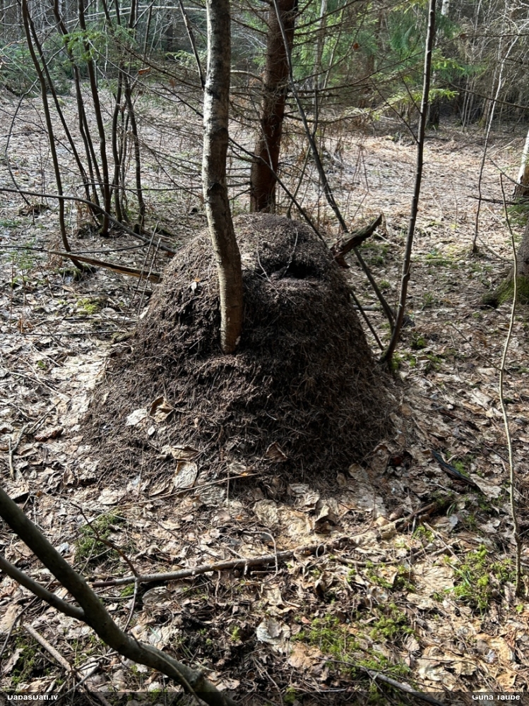 Rūsganā meža skudra