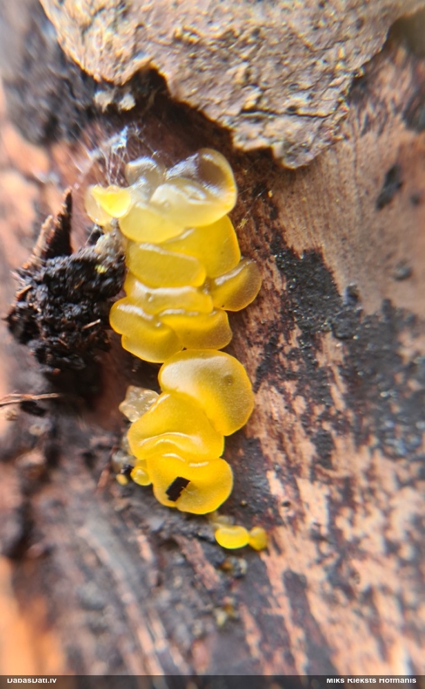 распадающийся дакримицес