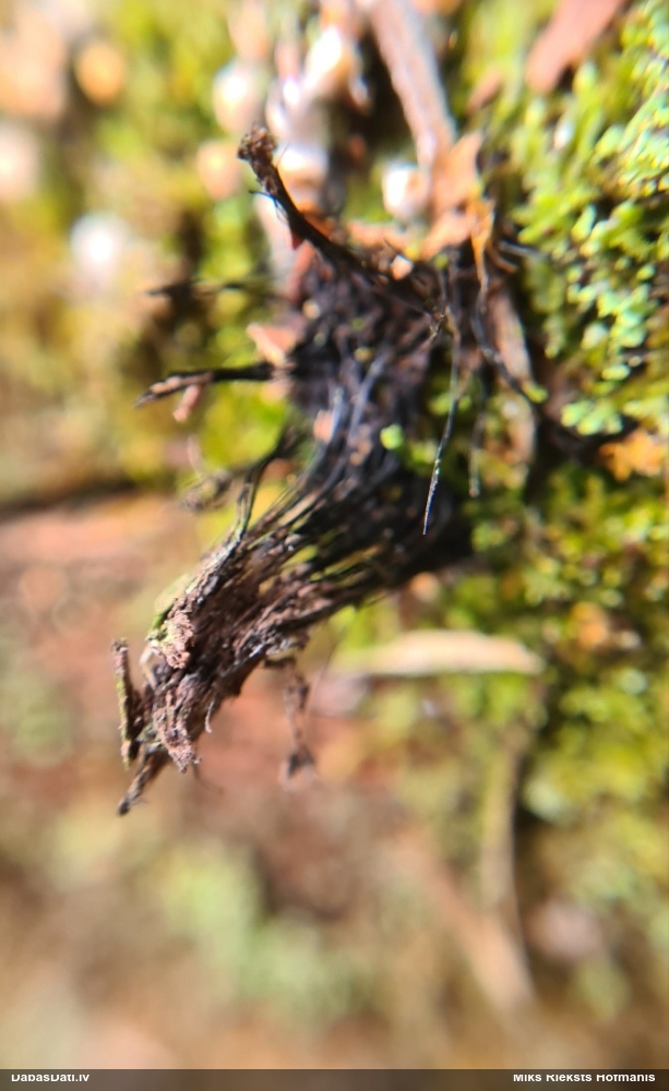 Šokolādes gļotsēne (nenoteikta)