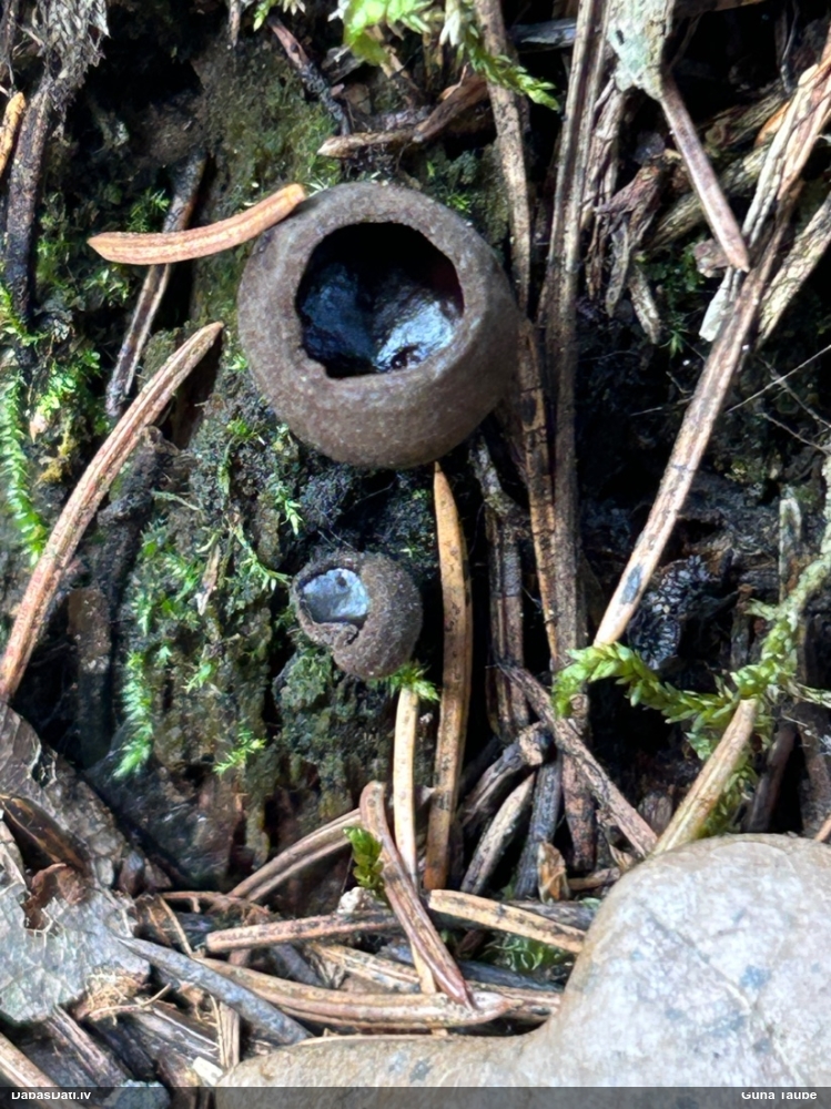 Melnā spožkausene (pseidoplektānija)