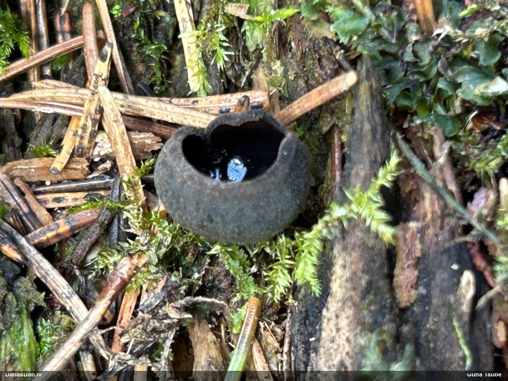 Melnā spožkausene (pseidoplektānija)