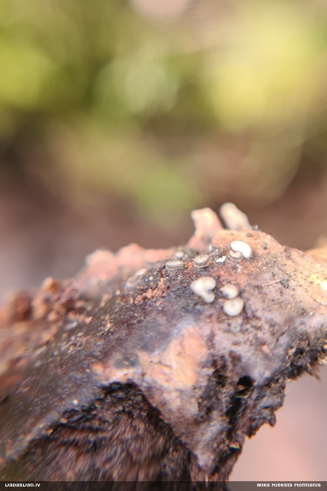 Askusēne (nenoteikta)