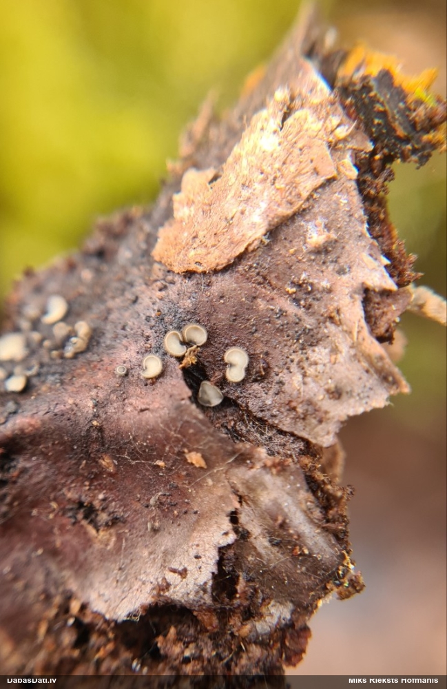 Askusēne (nenoteikta)