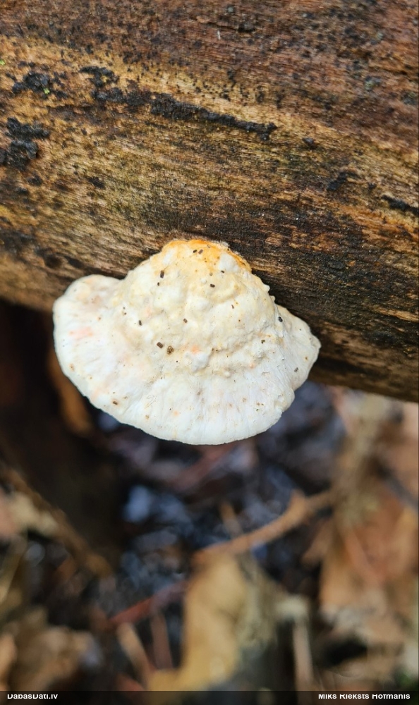 Piepe (nenoteikta)