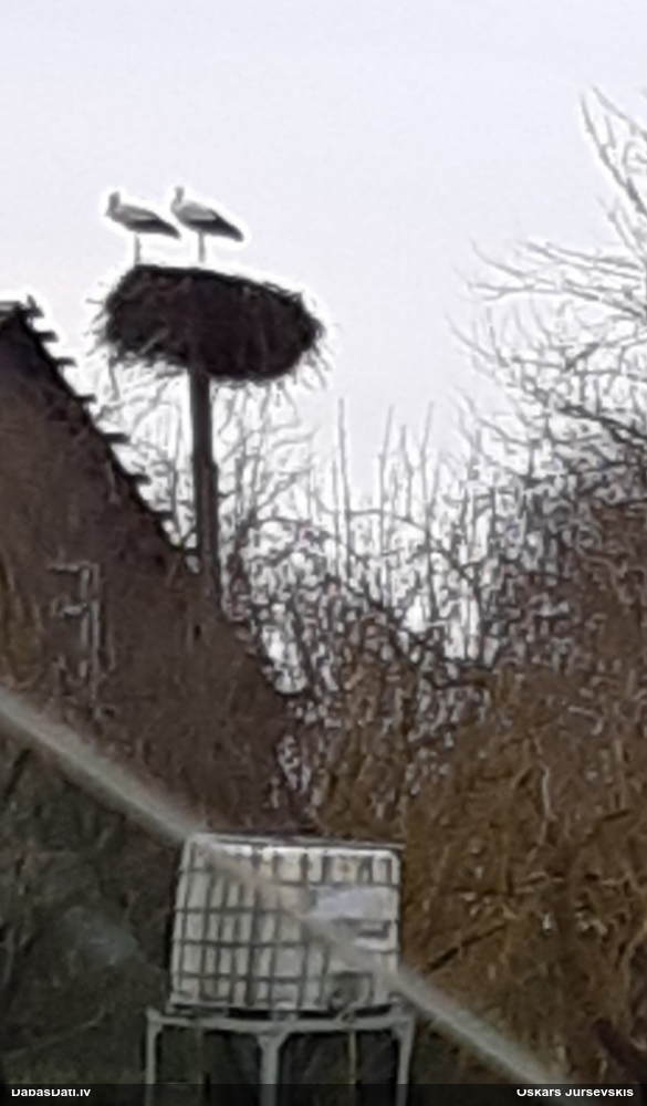 белый аист