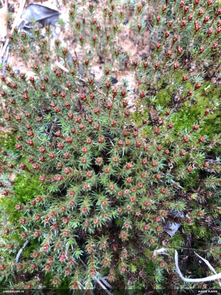 Matainais dzegužlins