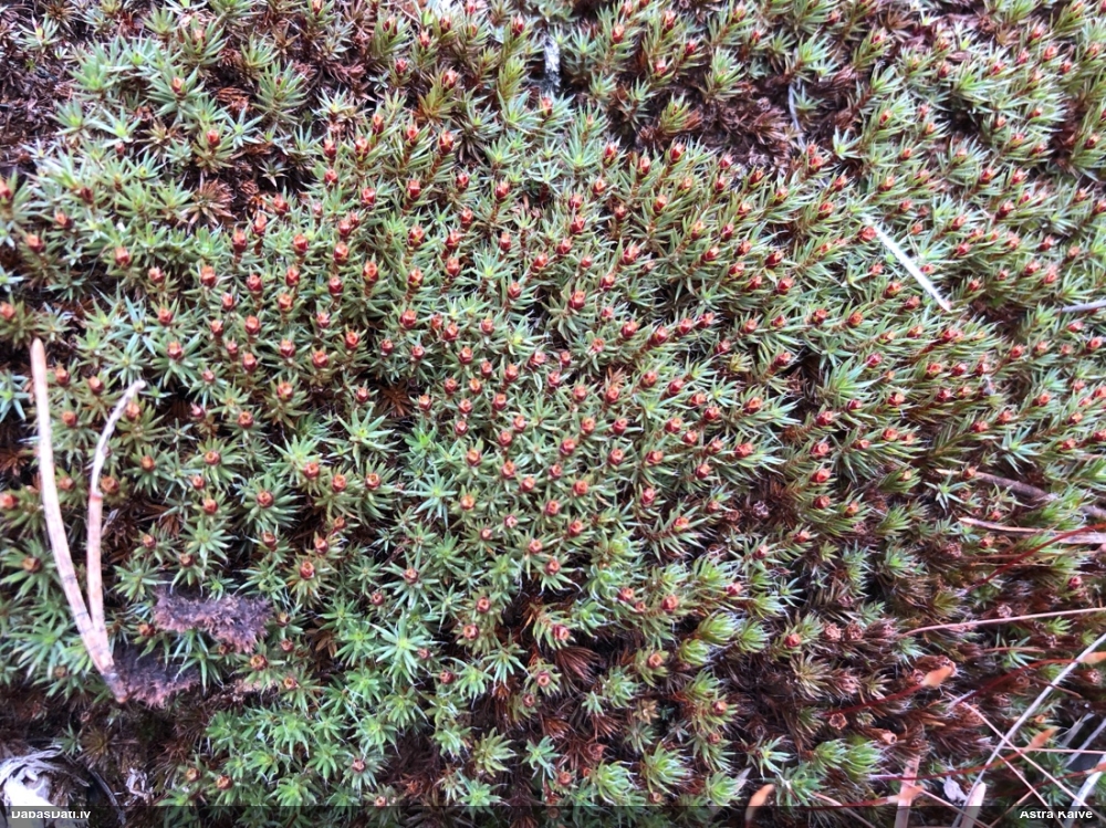 Matainais dzegužlins