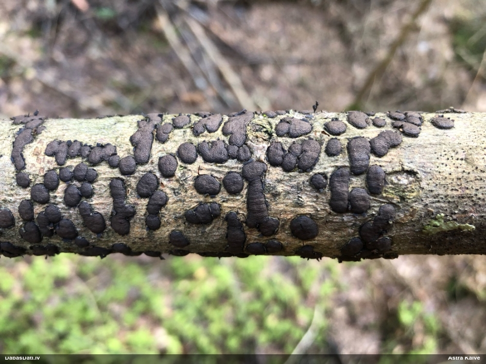 Sēne Hypoxylon fuscum