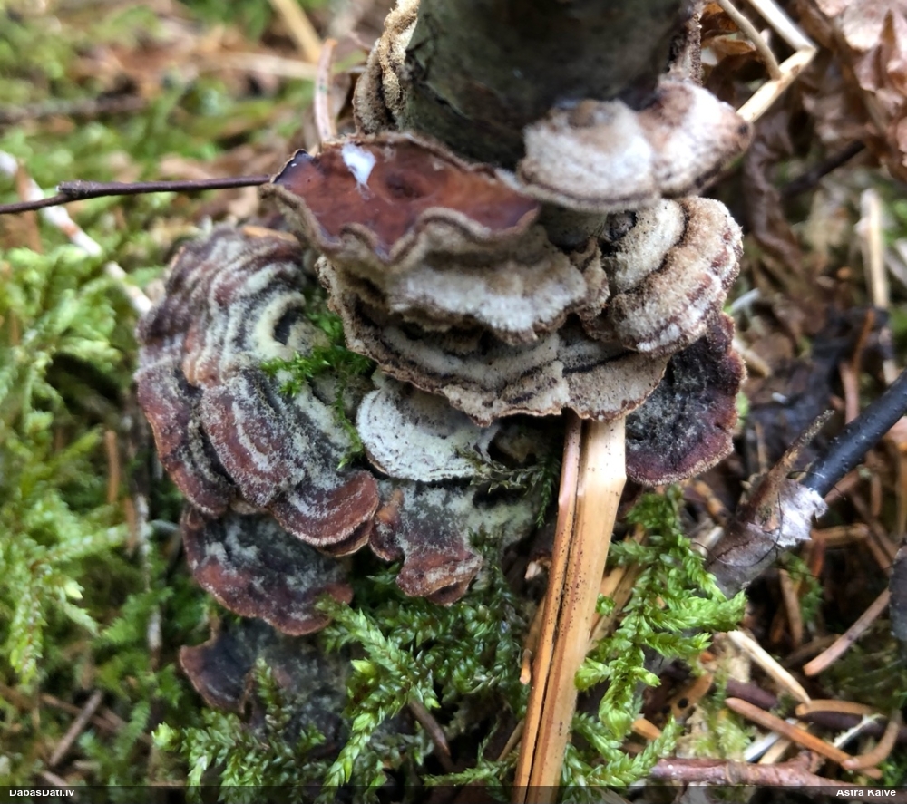 Purpura sīkpiepe