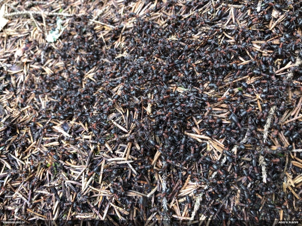 Rūsganā meža skudra