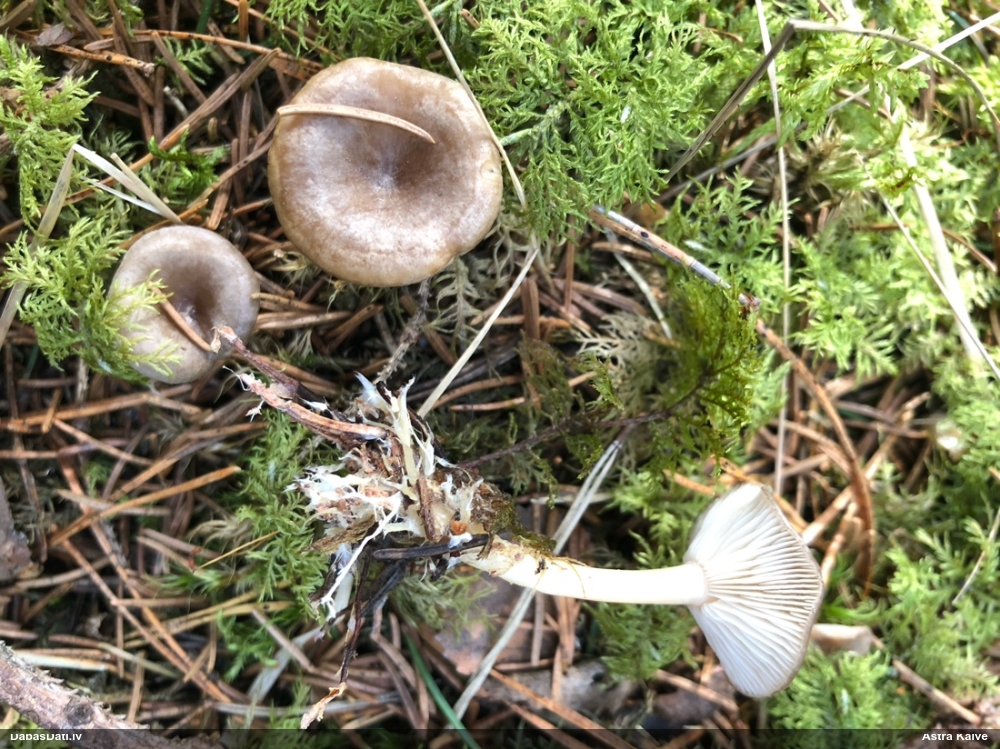 Apsarmotā piltuvene