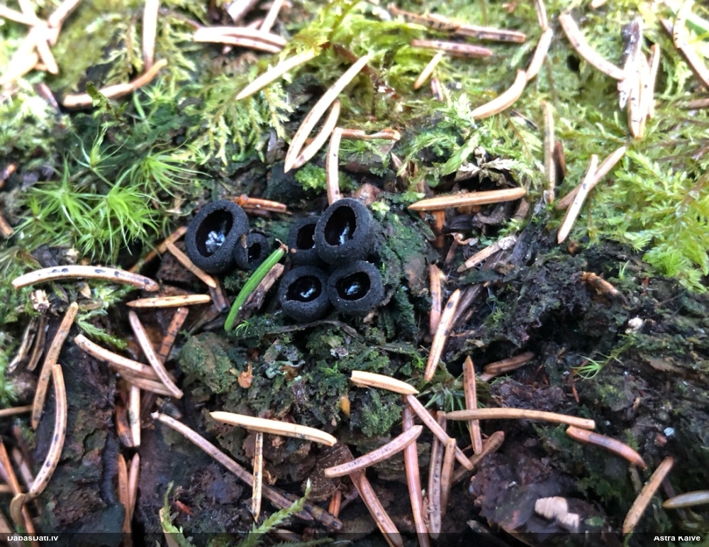 Melnā spožkausene (pseidoplektānija)